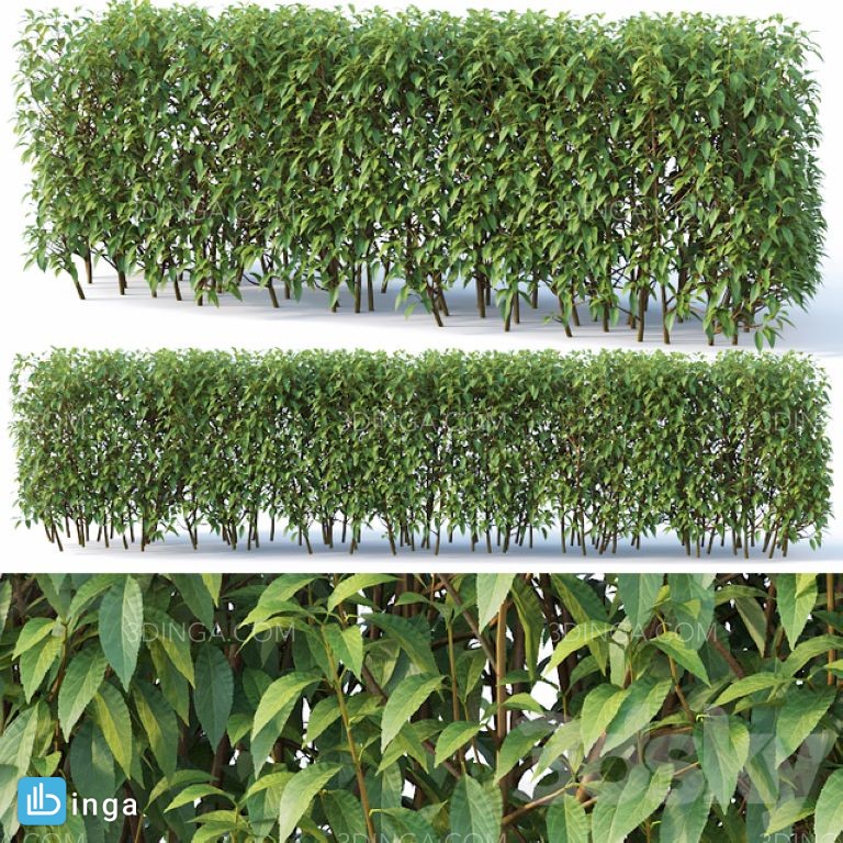 مدل سه بعدی گیاهان بوش