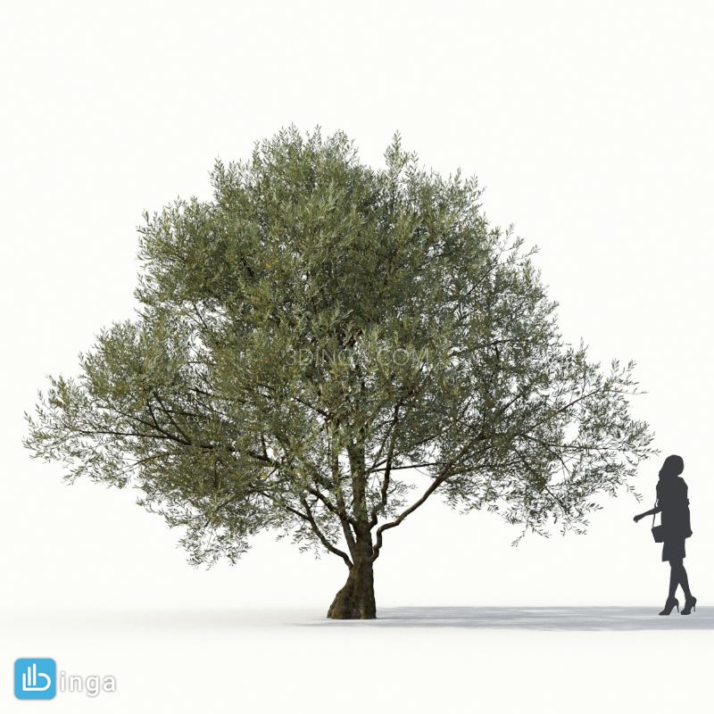 درخت زیتون