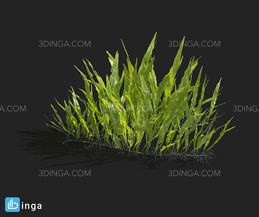 انواع گیاهان بهاری