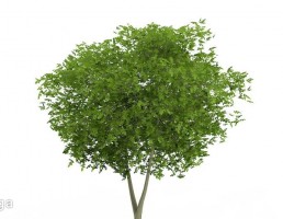 درخت بهاری