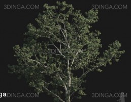 درخت Pinus bungeana