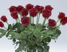 گلدان + گل  رز