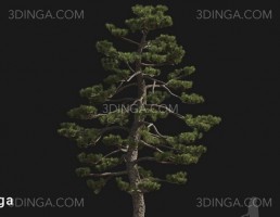 درخت Pinus thunbergii