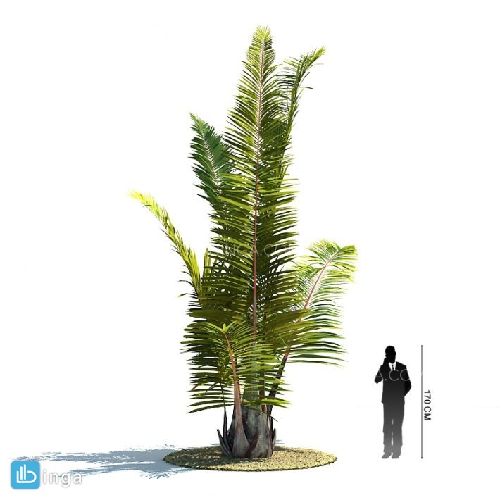 درخت نخل مناطق گرمسیری