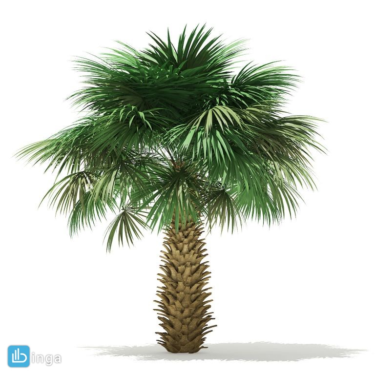 درخت نخل