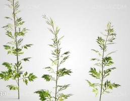 گیاهان طبیعی باغ