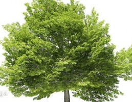 درخت راش آمریکایی
