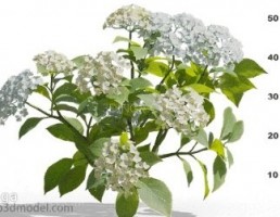 گل های باغی