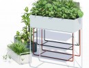 گیاهان طبیعی آپارتمانی
