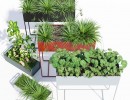 گیاهان طبیعی آپارتمانی