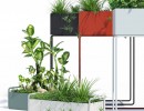 گیاهان طبیعی آپارتمانی