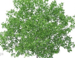 درخت آلو