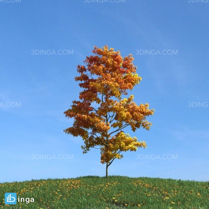 درخت در فصل پاییز