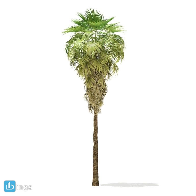 درخت نخل