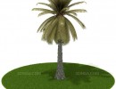 درخت نخل ساحلی