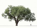 انواع درختان بهاری