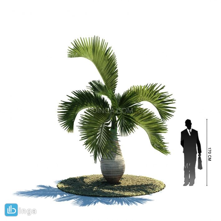 درخت نخل مناطق گرمسیری