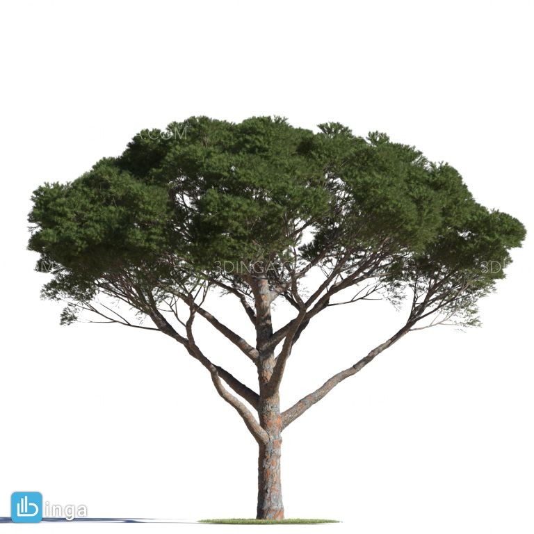 درختان سوزنی برگ