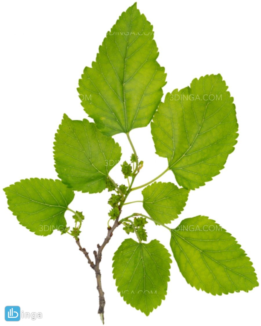 تکسچر شاخه کوچک