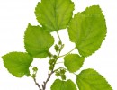 تکسچر شاخه کوچک