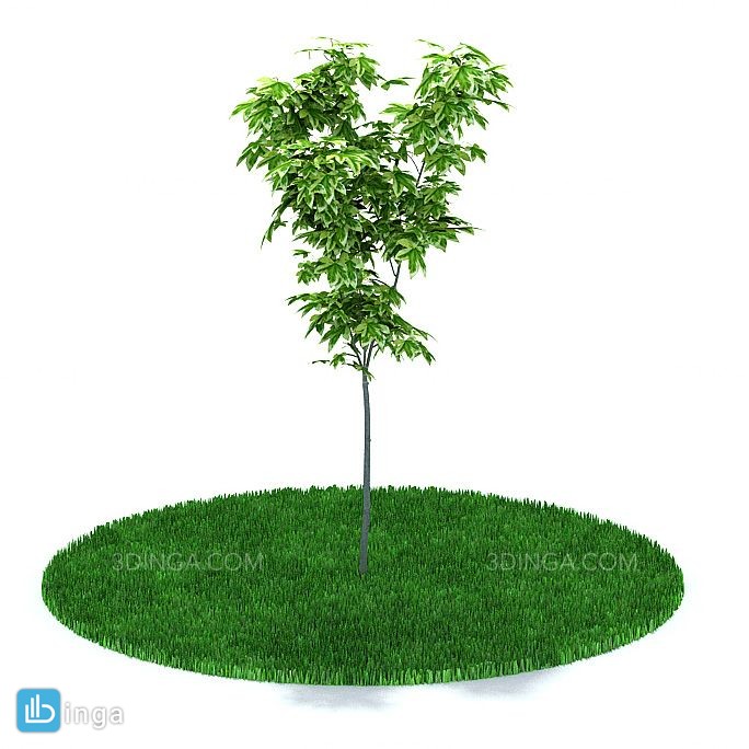 درختچه باغی بهاری