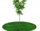 درختچه باغی بهاری