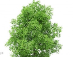 درخت کاج