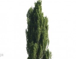 درخت کاج