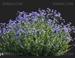 گل زنگوله‌ای چینی