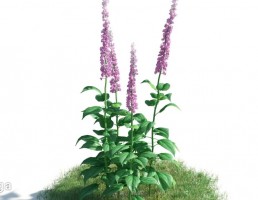 گل سلوی