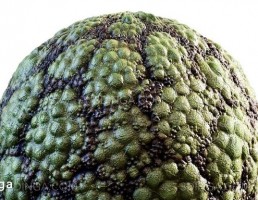 تکسچر پوست موجودات سبز