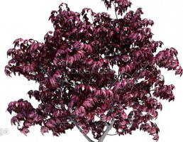 درخت افرای ژاپنی