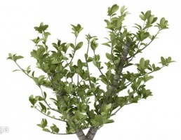 گلدان + گیاهان بونسای