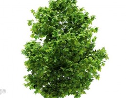 درخت کاج
