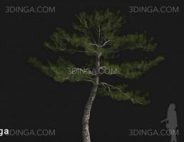 درخت Pinus tabuliformis