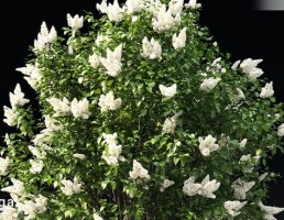 درختچه یاس خوشه ایی