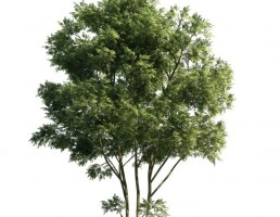 درخت