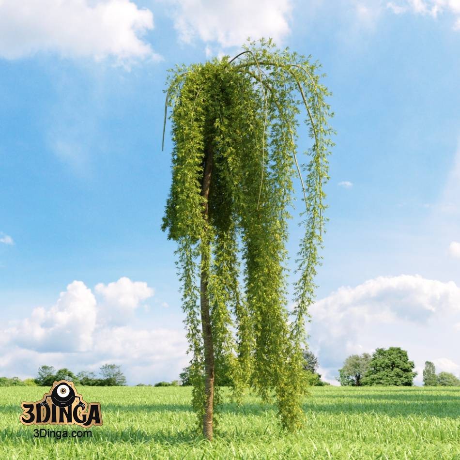درخت
