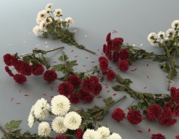گل داودی