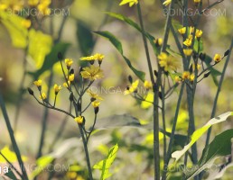 صحنه ای از انواع گل و گیاه