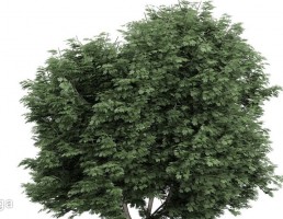 درخت سرسبز