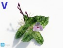 گیاه ارکیده سبز