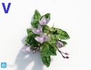 گیاه ارکیده سبز
