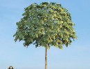 درخت Sorbus