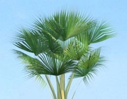 درخت Lodoicea maldivica