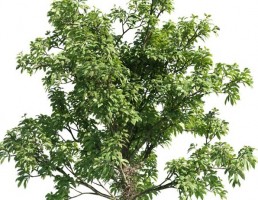 درخت Couropita guanensis