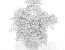 گل + گلدان