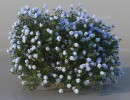 بوته گل اروپایی و آمریکای شمالی