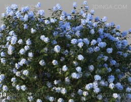 بوته گل اروپایی و آمریکای شمالی