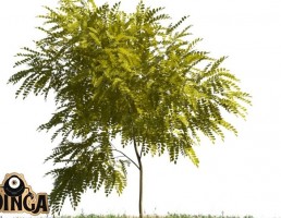 درخت پاییزی